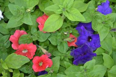 Renkli taç yapraklarıyla parlak Petunya çiçekleri yazın çiçek açtı.