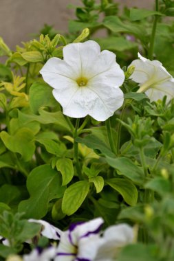 Renkli taç yapraklarıyla parlak Petunya çiçekleri yazın çiçek açtı.