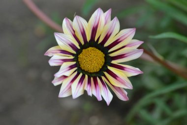 Parlak taç yaprakları ve bahar ve yaz aylarında açan çok renkli çiçekler.