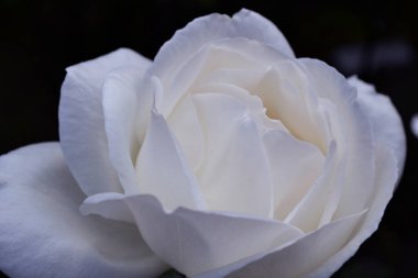 Bir yaz öğleden sonra bahçede açan parlak, güzel bir gül çiçeği.