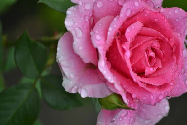 Bright Beautiful Rose Flower Bloomed Garden Summer Afternoon — Stock Photo, Image