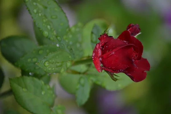 Bright Beautiful Rose Flower Bloomed Garden Summer Afternoon — Stock Photo, Image