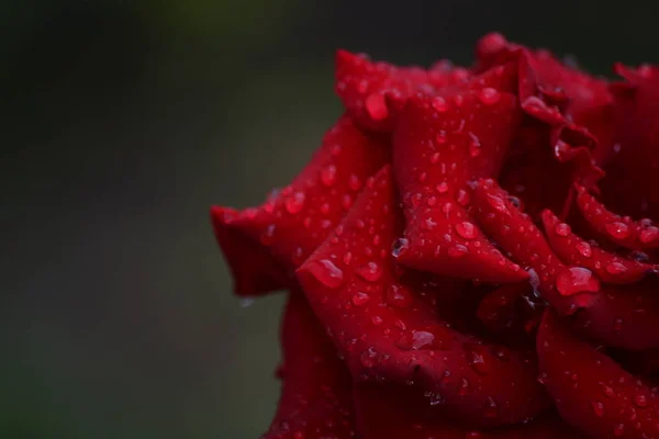 Bright Beautiful Rose Flower Bloomed Garden Summer Afternoon — Stock Photo, Image