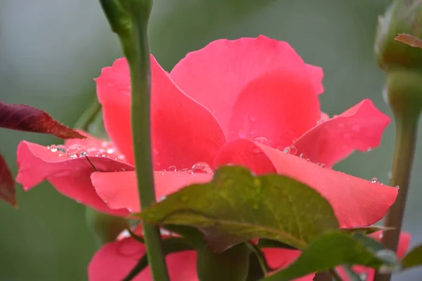 Ένα Φωτεινό Όμορφο Τριαντάφυλλο Λουλούδι Άνθισε Στον Κήπο Ένα Καλοκαιρινό — Φωτογραφία Αρχείου