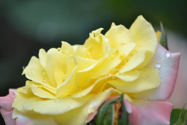 Ένα Φωτεινό Όμορφο Τριαντάφυλλο Λουλούδι Άνθισε Στον Κήπο Ένα Καλοκαιρινό — Φωτογραφία Αρχείου