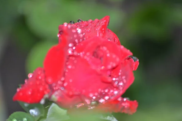 Bright Beautiful Rose Flower Bloomed Garden Summer Afternoon — 스톡 사진