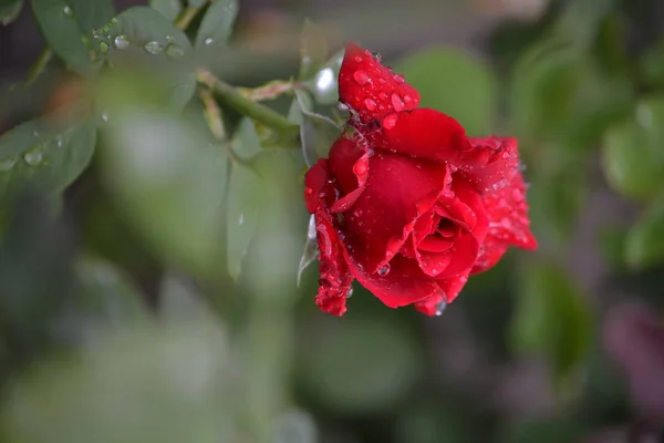 Bright Beautiful Rose Flower Bloomed Garden Summer Afternoon — Stock Photo, Image