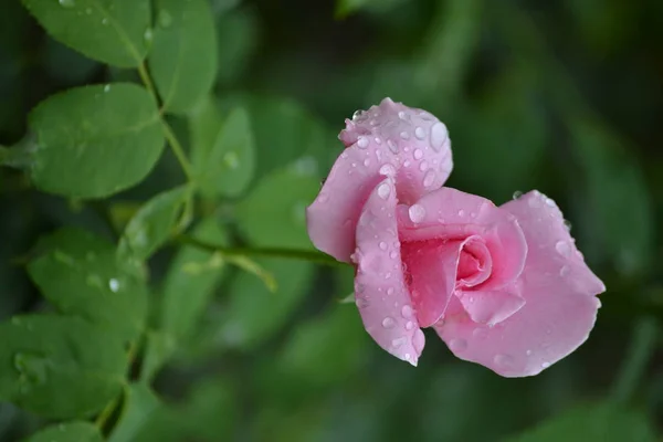 Bright Beautiful Rose Flower Bloomed Garden Summer Afternoon — 스톡 사진