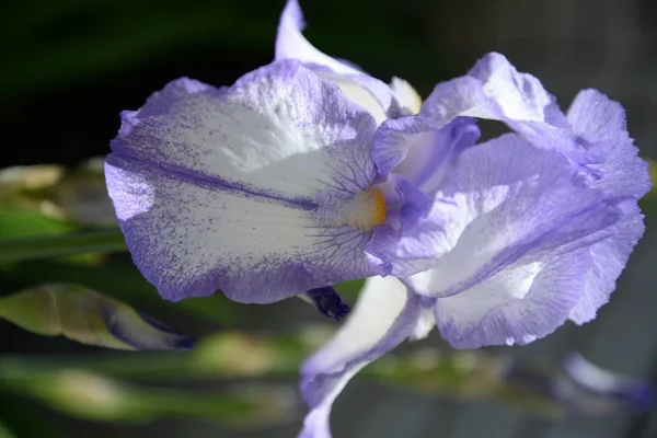 Uma Flor Íris Brilhante Com Pétalas Diferentes Floresceu Verão — Fotografia de Stock