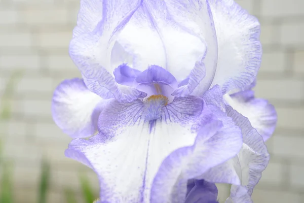 Fiore Iris Luminoso Con Diversi Petali Fioriti Estate — Foto Stock