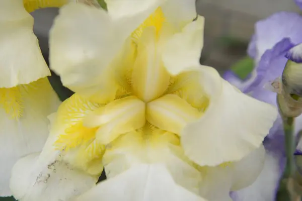 Яскрава Квітка Ірису Різними Пелюстками Розквітнутими Влітку — стокове фото