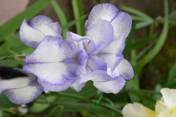 Farklı Taç Yaprakları Olan Parlak Bir Iris Çiçeği Yazın Açtı — Stok fotoğraf