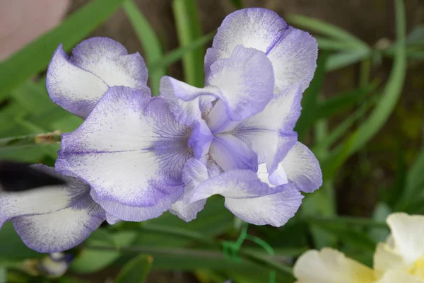 Uma Flor Íris Brilhante Com Pétalas Diferentes Floresceu Verão — Fotografia de Stock