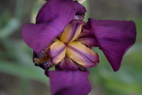 Яскрава Квітка Ірису Різними Пелюстками Розквітнутими Влітку — стокове фото