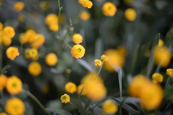 Flerfärgade Blommor Med Ljusa Kronblad Och Blommar Våren Och Sommaren — Stockfoto
