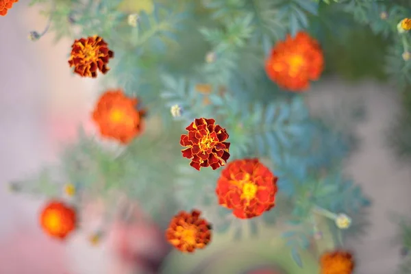 Flores Multi Coloridas Com Pétalas Brilhantes Flor Primavera Verão — Fotografia de Stock