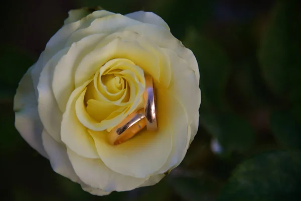 Яркий Красивый Цветок Розы Расцвел Саду Летний Полдень — стоковое фото