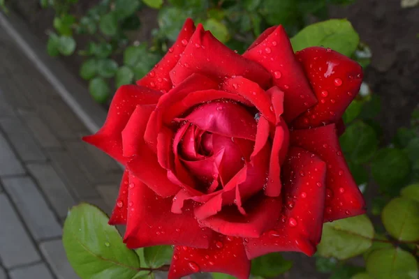 Яскрава Красива Квітка Троянди Розквітла Саду Літній День — стокове фото