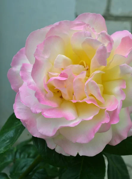 Яркий Красивый Цветок Розы Расцвел Саду Летний Полдень — стоковое фото