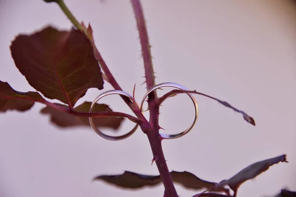 花园里长着一枝玫瑰的枝叶 — 图库照片