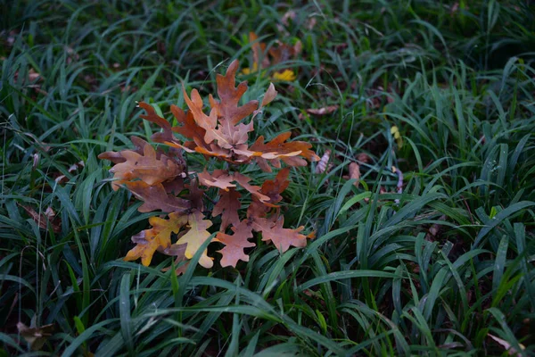 Park Trees Branches Leaves Colored Yellow Green — Stock Photo, Image