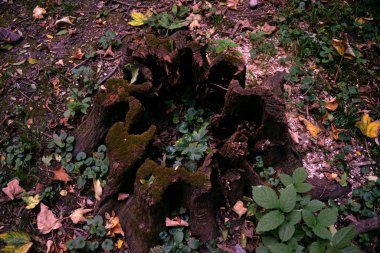 Parkta dalların üzerinde ağaçlar var. Renkli, sarı, yeşil.