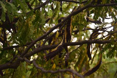 Parkta dalların üzerinde ağaçlar var. Renkli, sarı, yeşil.