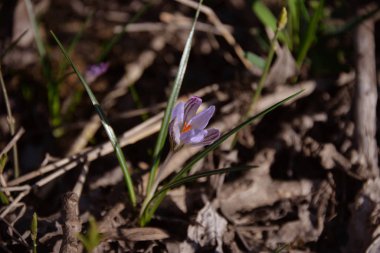 İlkbaharda küçük çuha çiçekleri ısındığında parklarda ve ormanlarda yetişir.