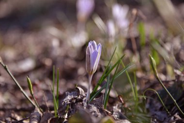 İlkbaharda küçük çuha çiçekleri ısındığında parklarda ve ormanlarda yetişir.