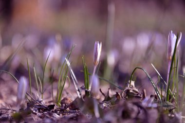 İlkbaharda küçük çuha çiçekleri ısındığında parklarda ve ormanlarda yetişir.