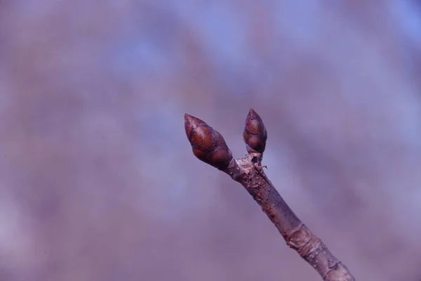 春の小さな桜草が公園や森の中で育ち — ストック写真