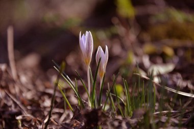 İlkbaharda küçük çuha çiçekleri ısındığında parklarda ve ormanlarda yetişir.