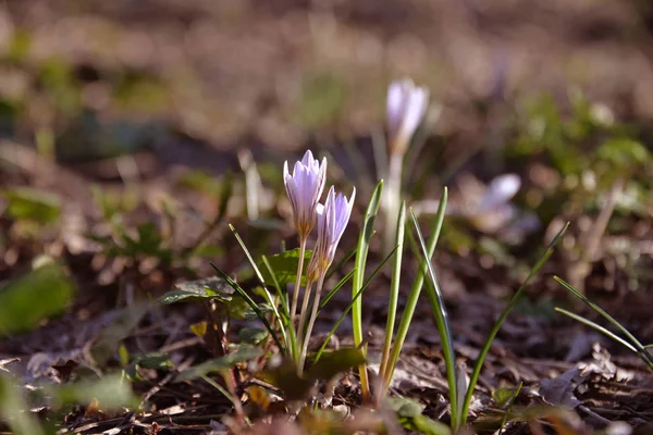 Primavera Pequenas Prímulas Crescem Parques Bosques Quando Está Quente — Fotografia de Stock