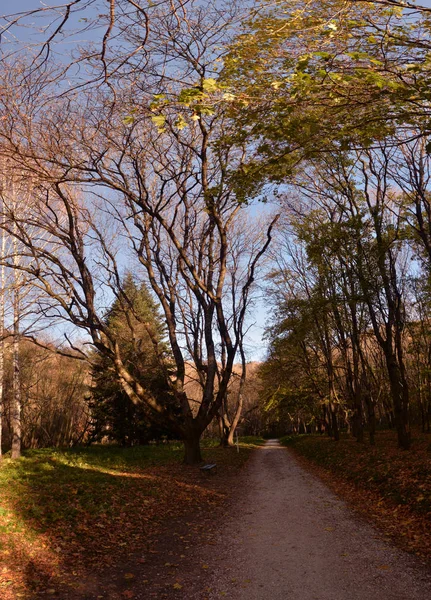 Lesie Jesiennych Drzewach Bez Liści — Zdjęcie stockowe