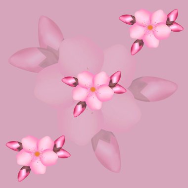 Beyaz arkaplanda farklı sürümlerde kiraz çiçeği desenli pembe