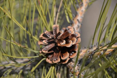 İlkbaharda ladin dalları mavi gökyüzüne karşı büyür.