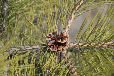 İlkbaharda ladin dalları mavi gökyüzüne karşı büyür.