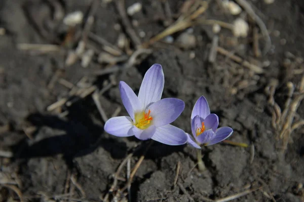 Natureza Parque Sob Raios Sol Primavera Ganha Vida Com Grama — Fotografia de Stock