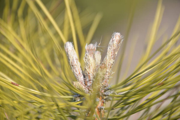 молодые зеленые ветви ели растут весной против голубого неба
