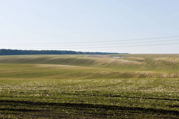 İlkbaharın başlarında, tarlada kış ekinleri filizleniyor, toprak hala bir traktörün ektiği tarlalardan görünür izler.