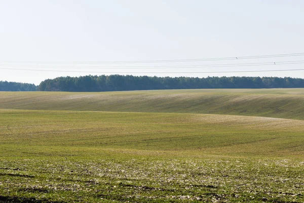 Tidig Vår Vintergrödor Växer Upp Åkern Jorden Syns Fortfarande Spår — Stockfoto