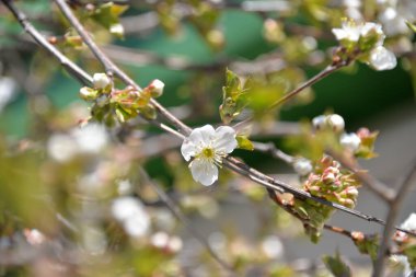 Küçük beyaz çiçekler baharda kiraz ağacında açar.