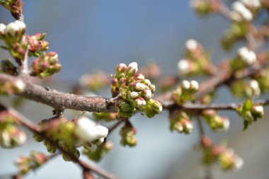 Küçük beyaz çiçekler baharda kiraz ağacında açar.