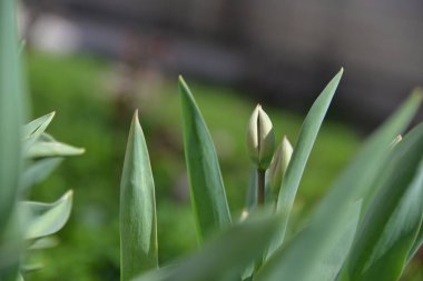 Kırmızı lale tomurcukları baharda açar ve güzel bir koku yayar.