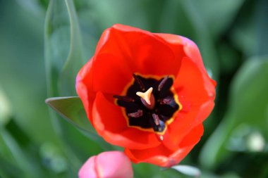 Kırmızı lale tomurcukları baharda açar ve güzel bir koku yayar.