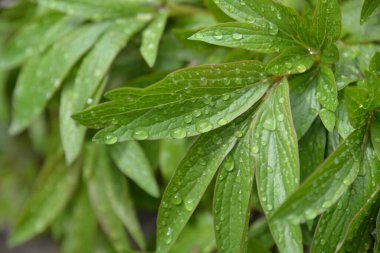 Şakayıklar baharda bahçede çiçek açar.