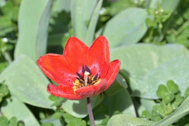 Kırmızı lale tomurcukları baharda açar ve güzel bir koku yayar.