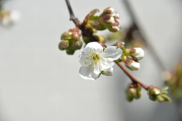 Kleine Weiße Blumen Blühen Frühling Auf Einem Kirschbaum — Stockfoto