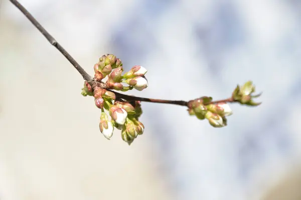벚나무에서 — 스톡 사진