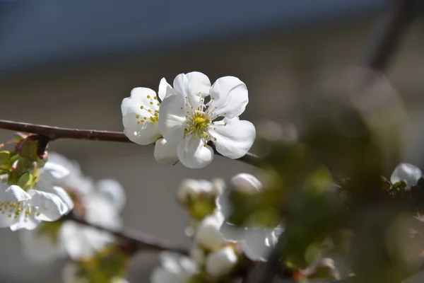 Kleine Weiße Blumen Blühen Frühling Auf Einem Kirschbaum — Stockfoto